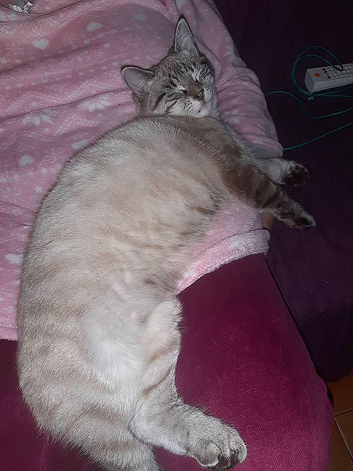 Rosa a rejoint le concours — aidez-le/la à gagner de superbes lots ! asian, burmilla, carnivore, cat, domestic_short_haired_cat, european_shorthair, felidae, german_rex, mammal, small_to_medium_sized_cats, tail, vertebrate, whiskers