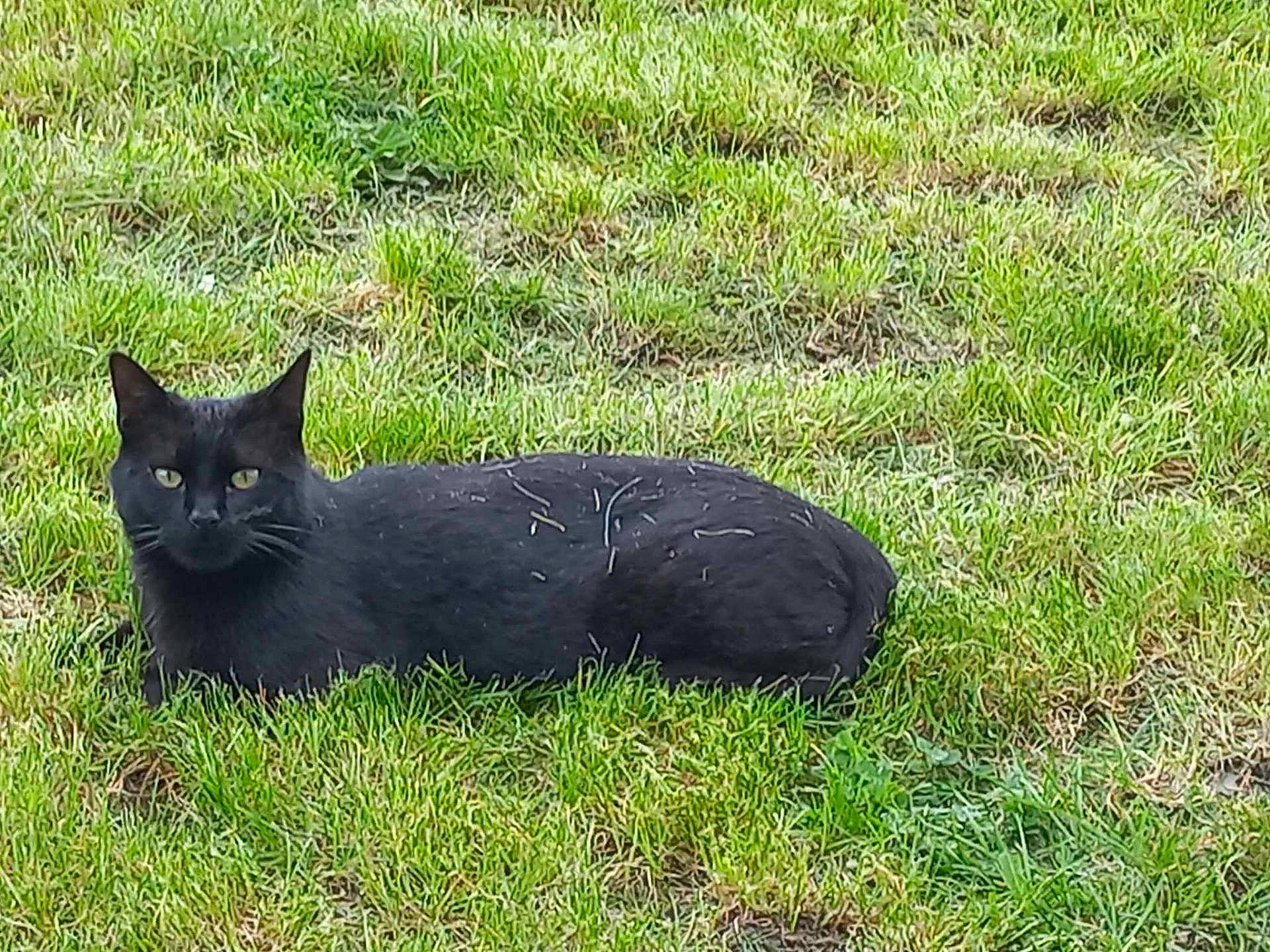 Tango a rejoint le concours — aidez-le/la à gagner de superbes lots ! animal, backyard, blackcat, cat, countryside, egyptiancat, farm, field, grass, grassland, kitten, lawn, manx, meadow, nature, outdoors, pet, plant, rural, yard