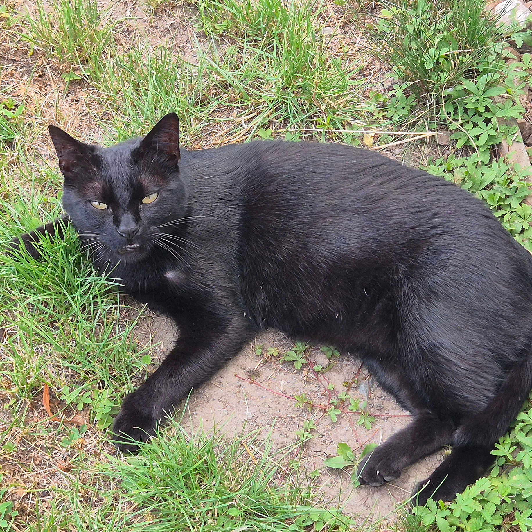 Tango a rejoint le concours — aidez-le/la à gagner de superbes lots ! black_cat, cat, feline, animal, pet, outdoors, grass, garden, ground, lying_down, relaxed, golden_eyes, whiskers, ears, black_fur, short_hair, close_up, nature, backyard, portrait