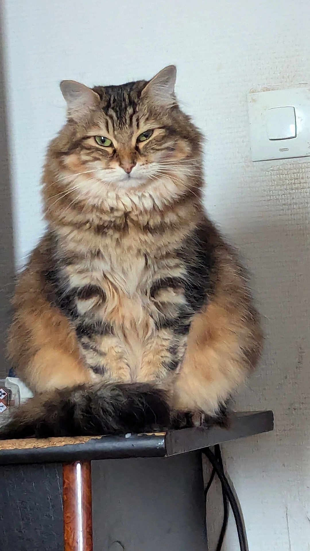 Shoupette Tourneur a rejoint le concours — aidez-le/la à gagner de superbes lots ! abyssinian, angora, animal, brasssection, cat, chair, computer, desk, electronics, furniture, horn, kitten, laptop, manx, musicalinstrument, pc, pet, shelf, table, wood