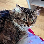 Shoupette Tourneur a rejoint le concours — aidez-le/la à gagner de superbes lots ! abyssinian, animal, cat, computer, couch, drawer, electronics, furniture, hardwood, indoors, interiordesign, kitten, laptop, manx, pc, pet, plywood, shelf, siamese, wood