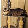 Shoupette Tourneur participe au concours pour gagner de l'argent avec cette photo : abyssinian, animal, archaeology, barstool, blade, cat, closet, cupboard, dagger, device, furniture, hardwood, indoors, interiordesign, knife, pet, plywood, shelf, weapon, wood