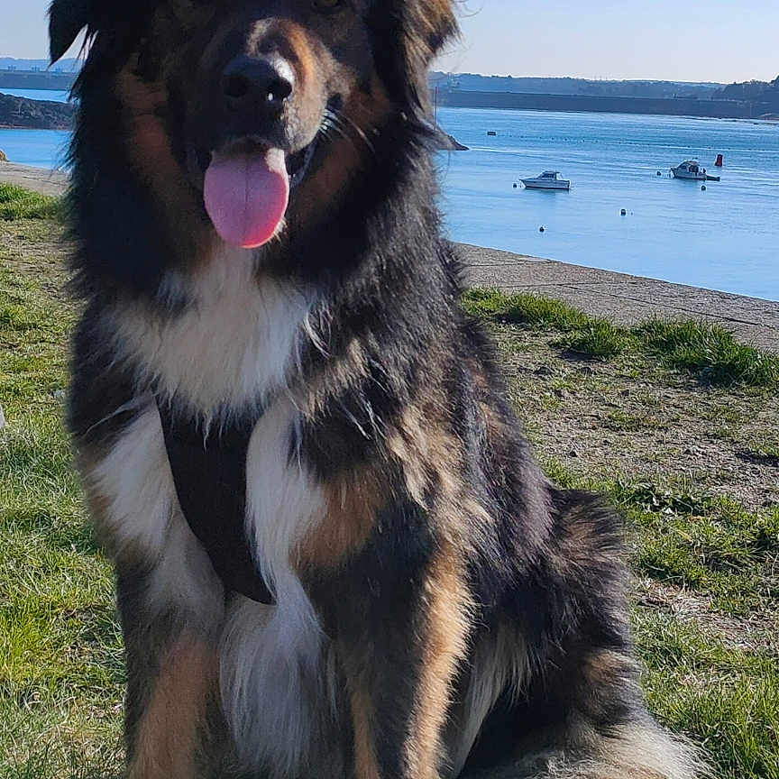 Sully participe au concours pour gagner de l'argent avec cette photo : animal, boat, canine, daylight, dog, fluffy, fur, grass, happy, landscape, nature, outdoor, peaceful, pet, shore, sitting, sky, summer, tongue_out, water
