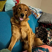 Penny joined the competition — help win amazing prizes! dog, golden_retriever, couch, indoor, pet, tongue_out, pillow, blanket, cozy, relaxed, fur, canine, animal, home, smiling, comfort, friendly, seated, domestic, furniture