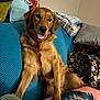 dog, golden_retriever, couch, indoor, pet, tongue_out, pillow, blanket, cozy, relaxed, fur, canine, animal, home, smiling, comfort, friendly, seated, domestic, furniture