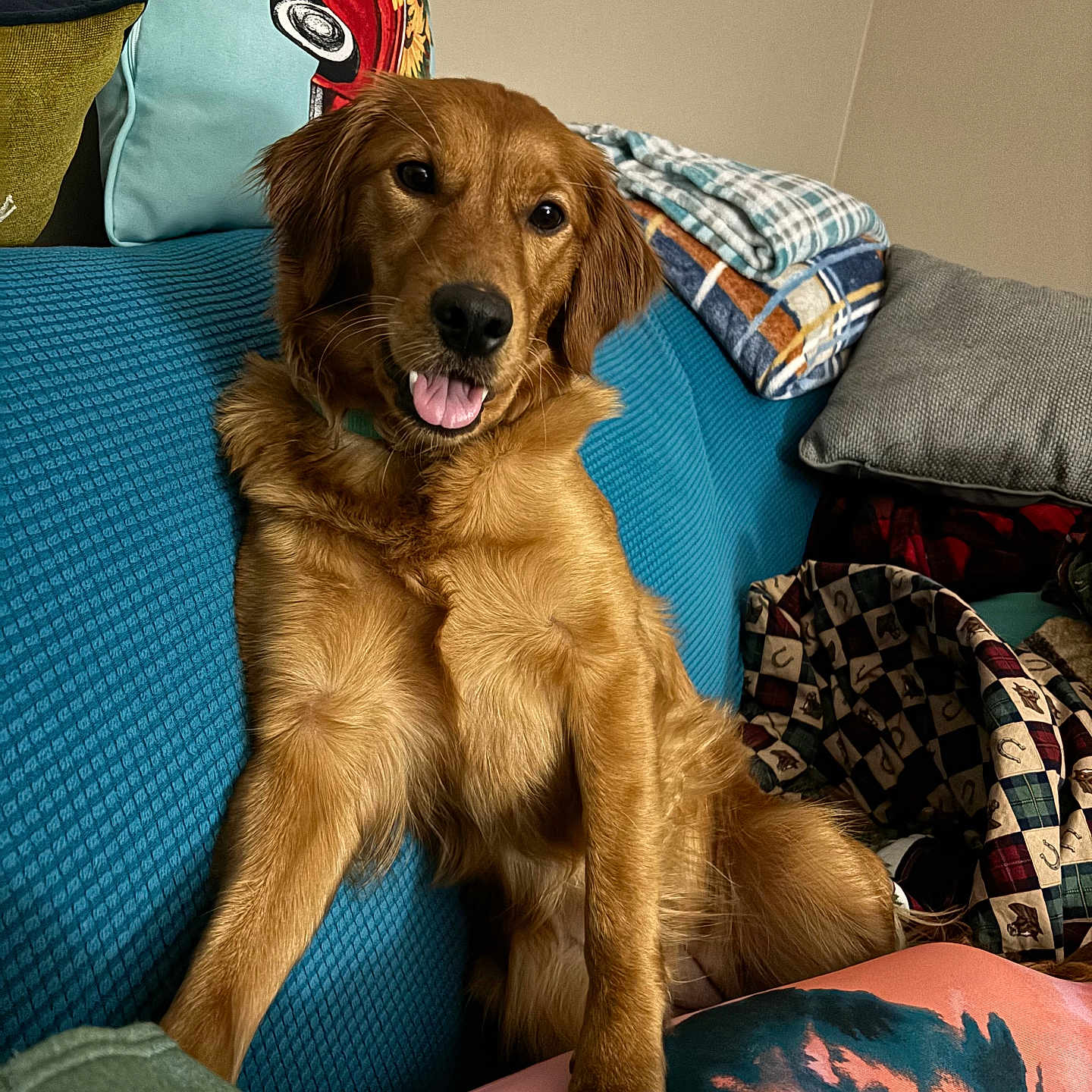 Penny joined the competition — help win amazing prizes! animal, blanket, canine, comfort, couch, cozy, dog, domestic, friendly, fur, furniture, golden_retriever, home, indoor, pet, pillow, relaxed, seated, smiling, tongue_out