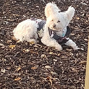 Seydi is registered to the contest to win money with this photo: dog, white_dog, fluffy, perky_ears, wood_chips, outdoor, leaves, jacket, pet, animal, laying_down, natural_light, autumn, fur, canine, ground_cover, relaxed, small_dog, companion, nature