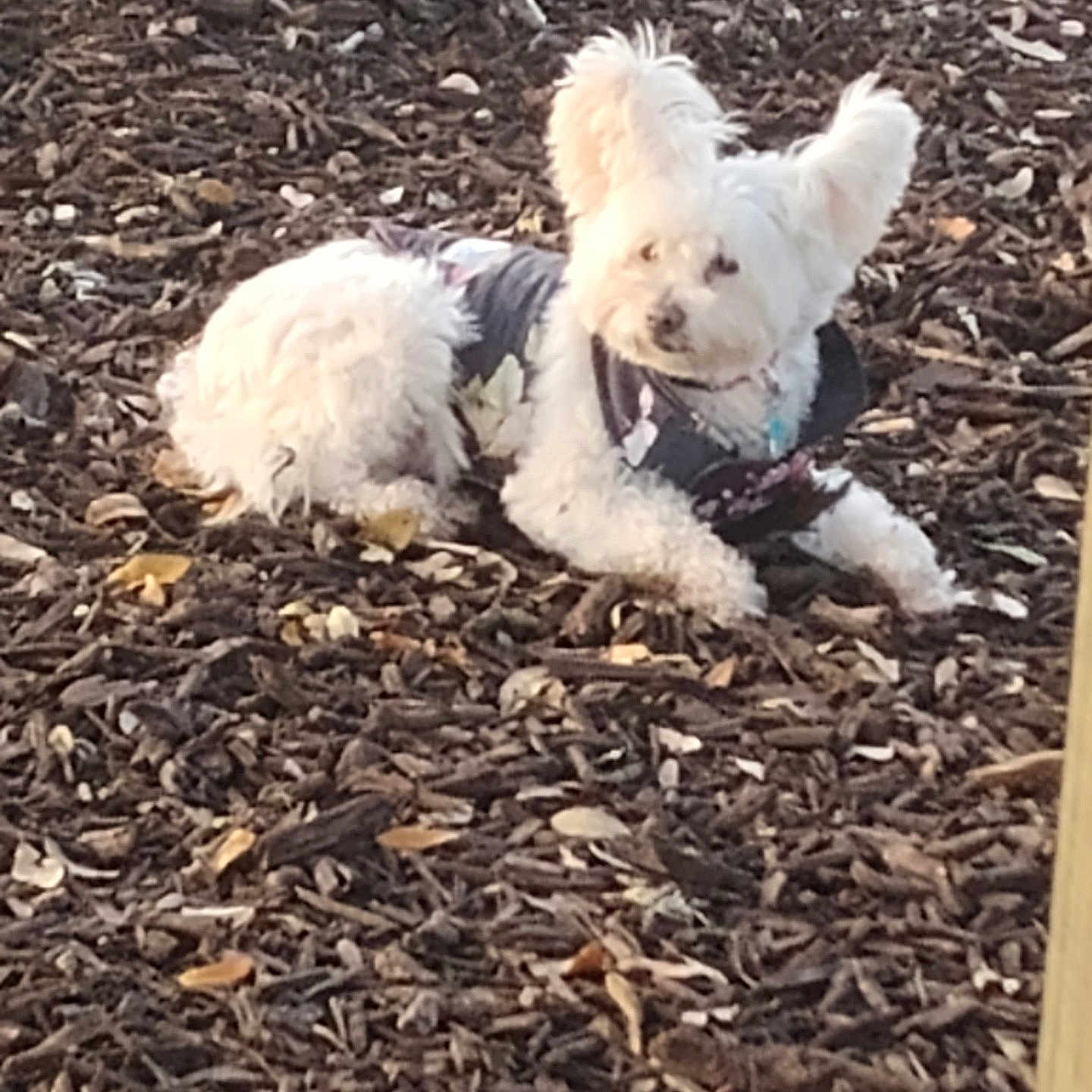 Seydi is registered to the contest to win money with this photo: animal, autumn, canine, companion, dog, fluffy, fur, ground_cover, jacket, laying_down, leaves, natural_light, nature, outdoor, perky_ears, pet, relaxed, small_dog, white_dog, wood_chips