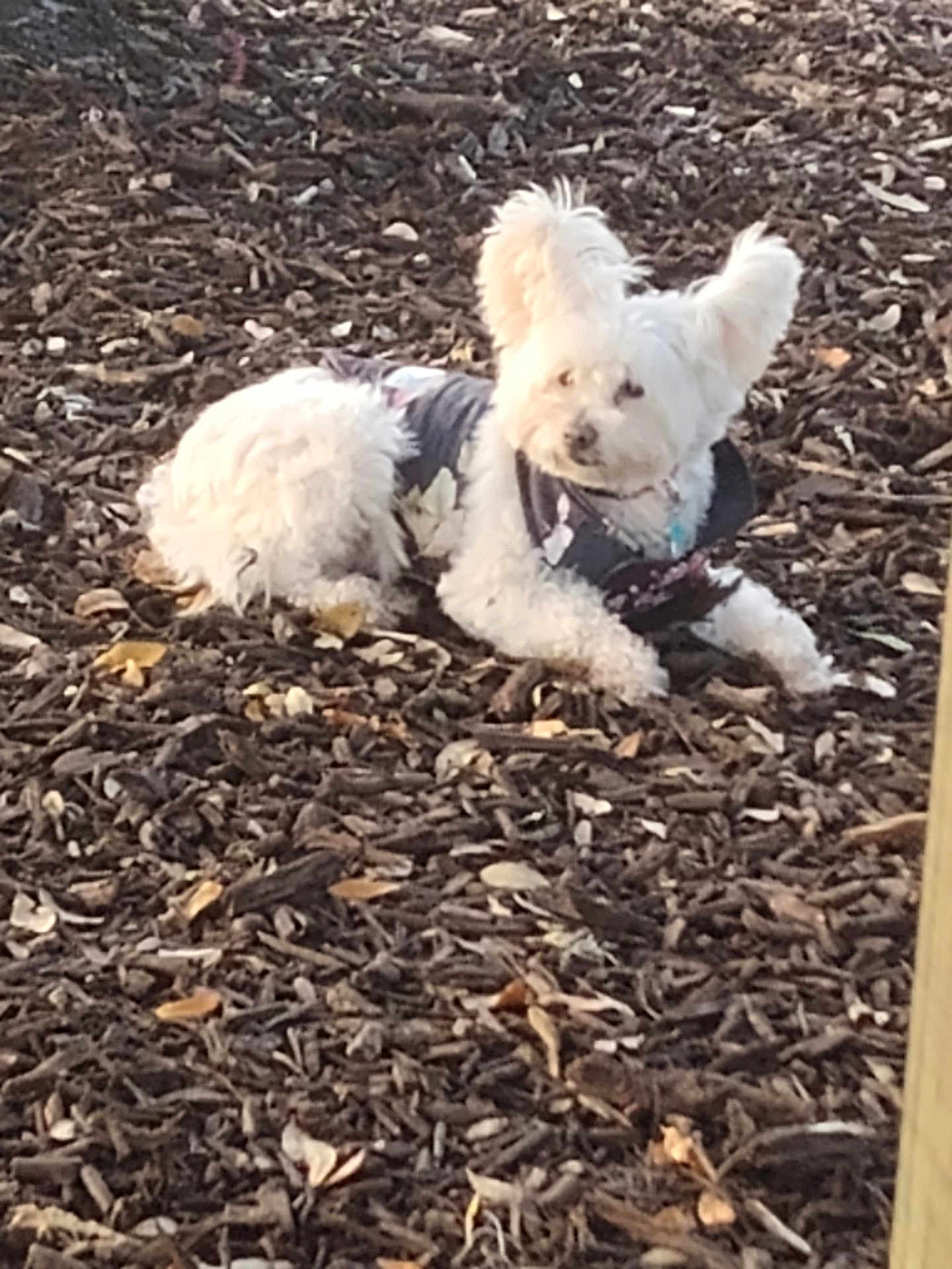 Tori joined the competition — help win amazing prizes! dog, white_dog, fluffy, perky_ears, wood_chips, outdoor, leaves, jacket, pet, animal, laying_down, natural_light, autumn, fur, canine, ground_cover, relaxed, small_dog, companion, nature