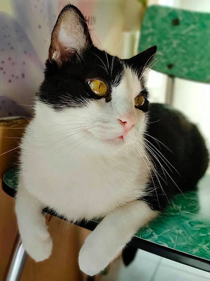 Mignonnet a rejoint le concours — aidez-le/la à gagner de superbes lots ! carnivore, cat, domestic_short_haired_cat, felidae, fur, green, iris, paw, sitting, small_to_medium_sized_cats, snout, tail, whiskers