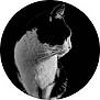 Mignonnet a rejoint le concours — aidez-le/la à gagner de superbes lots ! animal, black_and_white, cat, closeup, cute, domestic_cat, elegant, feline, fur, monochrome, pet, portrait, profile, sharp, side_view, sitting, soft_light, studio, tuxedo_cat, whiskers
