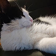 Mignonnet participe au concours pour gagner de l'argent avec cette photo : animal, black_and_white, calm, cat, close_up, domestic_animal, feline, fluffy, fur, indoor, lying_down, pet, pink_nose, portrait, relaxed, resting, side_view, sleepy, soft_texture, whiskers