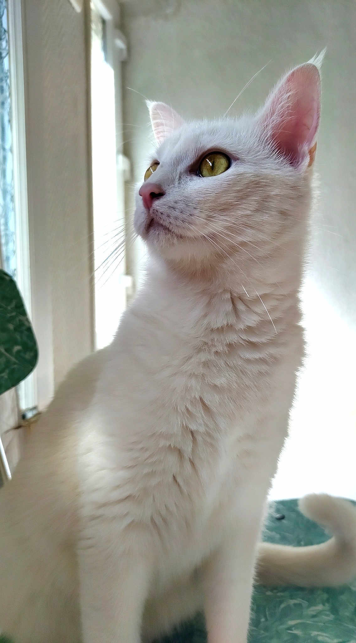 Alaska
