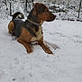 animal, background, canine, cold, collar, daytime, dog, fence, fur, landscape, laying_down, nature, outdoor, pet, quiet, season, snow, tree, watchful, winter