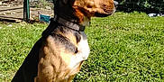 Falco participe au concours pour gagner de l'argent avec cette photo : animal, black, brown, canine, collar, daytime, dog, fence, garden, grass, mammal, nature, outdoor, peaceful, pet, quiet, side_view, sitting, sunlight, trees