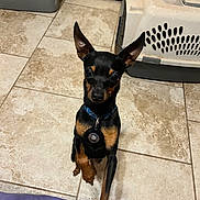 Prince joined the competition — help win amazing prizes! animal, black_dog, close_up, companion_animal, curious, dog, door, ears_up, floor_tiles, household, indoor, looking_up, paw, pet, pet_carrier, pet_collar, small_dog, standing, tan_markings, tile_floor