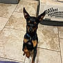 animal, black_dog, close_up, companion_animal, curious, dog, door, ears_up, floor_tiles, household, indoor, looking_up, paw, pet, pet_carrier, pet_collar, small_dog, standing, tan_markings, tile_floor