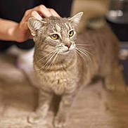 Sprite is registered to the contest to win money with this photo: cat, gray_tabby, yellow_eyes, pet, hand, feline, animal, indoor, curious, soft_surface, blurred_background, whiskers, ears, close_up, domestic_cat, mammal, fur, gentle_touch, alert, companion