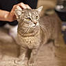 cat, gray_tabby, yellow_eyes, pet, hand, feline, animal, indoor, curious, soft_surface, blurred_background, whiskers, ears, close_up, domestic_cat, mammal, fur, gentle_touch, alert, companion