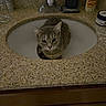 Sprite is registered to the contest to win money with this photo: cat, tabby_cat, sink, bathroom, countertop, faucet, lotion, shaving_cream, glass, curious, pet, domestic_animal, indoor, animal, fur, whiskers, cute, closeup, resting, looking_up