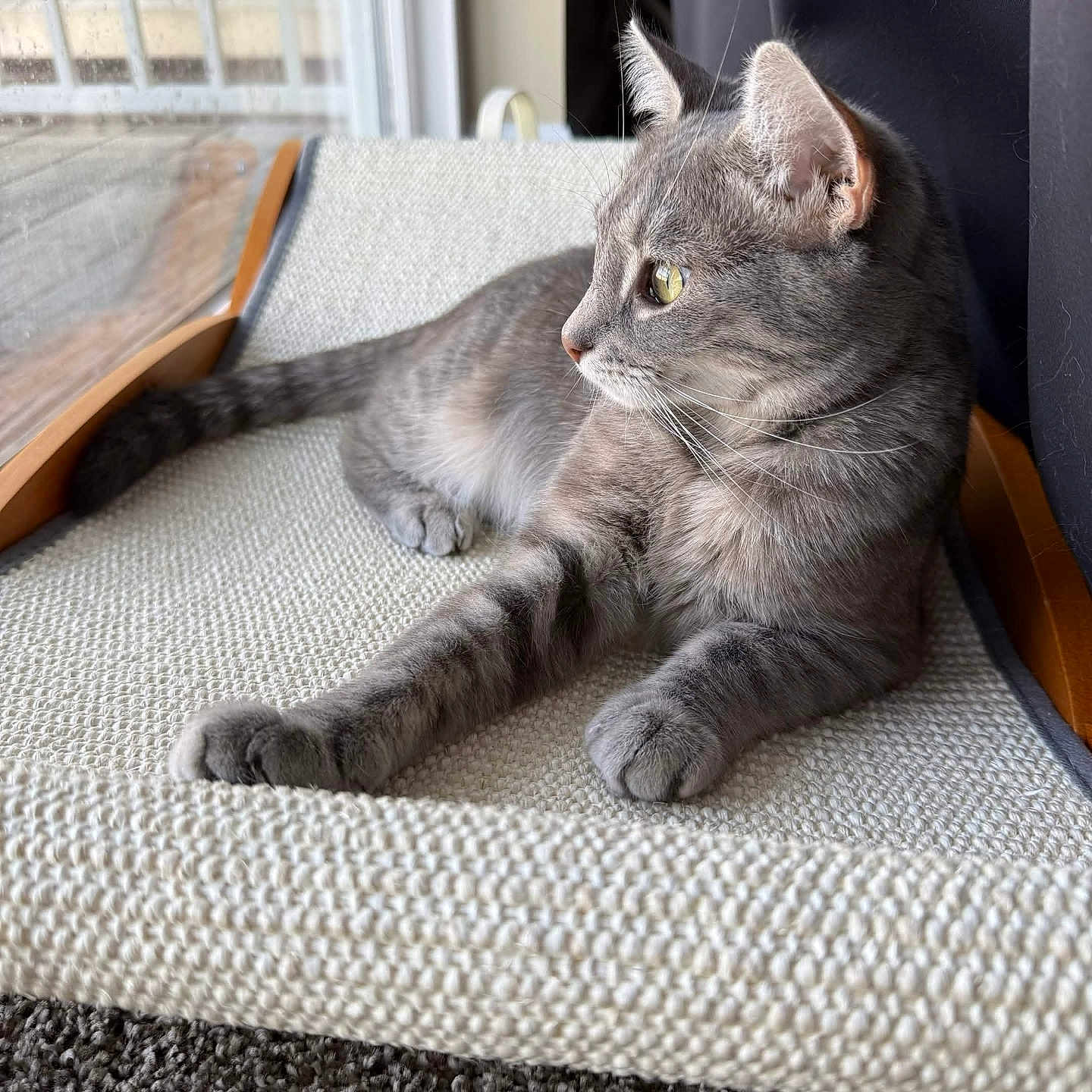 Sprite joined the competition — help win amazing prizes! cat, gray_cat, tabby, pet, indoor, window, perch, furniture, relaxing, looking_out, carpet, natural_light, closeup, domestic_cat, animal, whiskers, ears, paws, resting, cozy