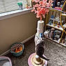 Sprite joined the competition — help win amazing prizes! cat, scratching_post, toy, indoor, carpet, window_blinds, basket, cat_bed, bookshelf, books, collectibles, figurines, flowers, playful, pet, gray_cat, room, shelf, decor, home