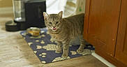 Sprite joined the competition — help win amazing prizes! cat, tabby_cat, pet, indoor, floor, wooden_cabinet, mat, food_bowl, water_dispenser, licking_lips, curious, domestic, feline, animal, mammal, kitchen, household, standing, close_up, eyes