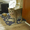 cat, tabby_cat, pet, indoor, floor, wooden_cabinet, mat, food_bowl, water_dispenser, licking_lips, curious, domestic, feline, animal, mammal, kitchen, household, standing, close_up, eyes