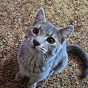 Clide is registered to the contest to win money with this photo: animal, carpet, cat, close_up, curious, cute, domestic_cat, ears, feline, fur, grey_cat, indoor, looking_up, pet, sitting, tabby_cat, tail, texture, whiskers, young_cat