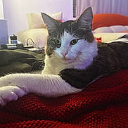 Stohe joined the competition — help win amazing prizes! cat, animal, pet, feline, indoor, cozy, blanket, red, relaxed, stretching, whiskers, fur, green_eyes, closeup, resting, bedroom, soft_lighting, domestic, cute, comfortable