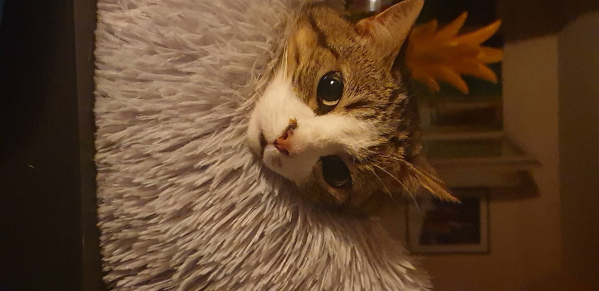 Nénette a rejoint le concours — aidez-le/la à gagner de superbes lots ! carnivore, cat, claw, domestic_short_haired_cat, door, felidae, fur, paw, small_to_medium_sized_cats, snout, tail, terrestrial_animal, tree, whiskers, wildlife, wood