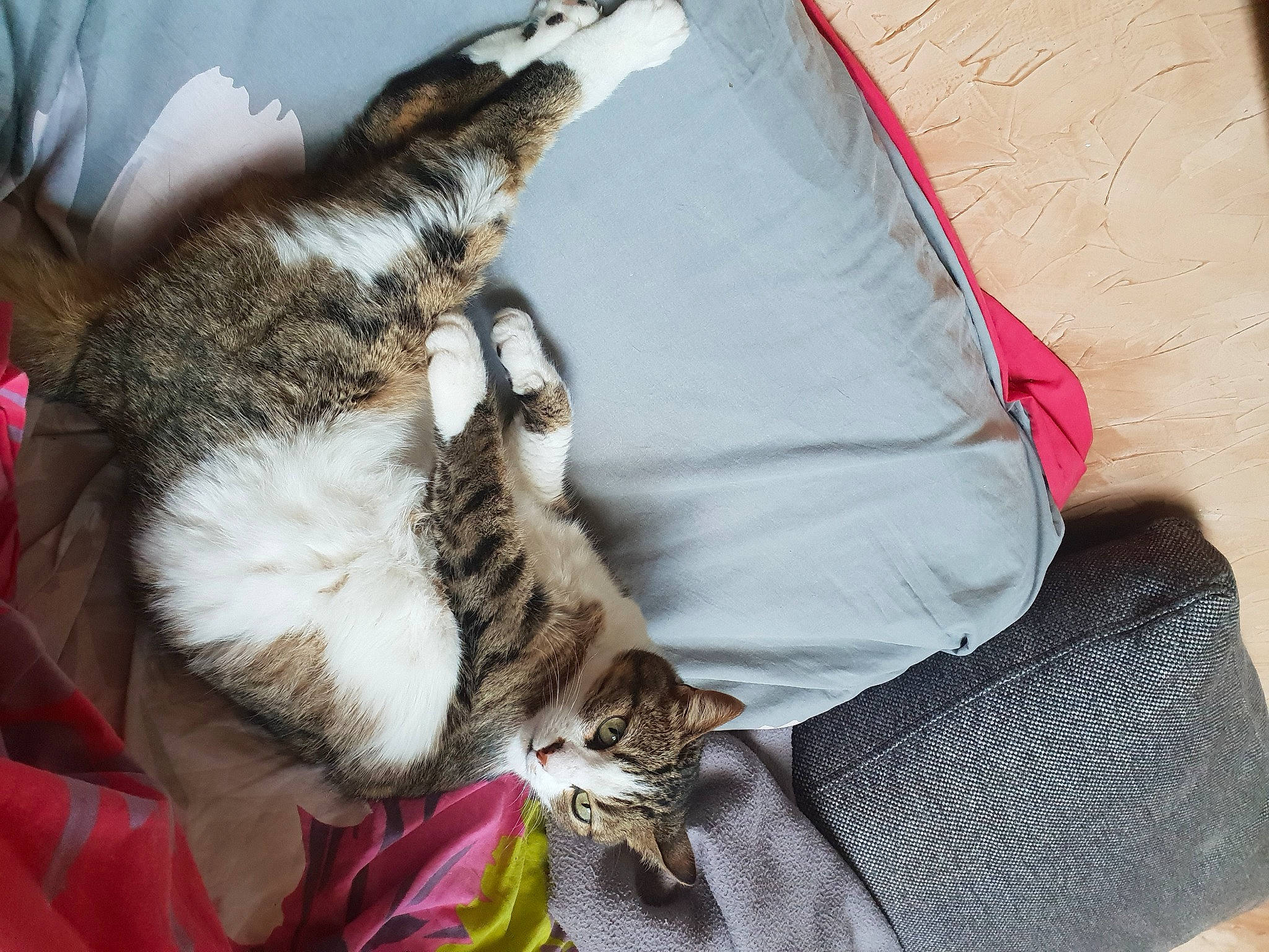 Nénette participe au concours pour gagner de l'argent avec cette photo : bag, carnivore, cat, claw, comfort, domestic_short_haired_cat, felidae, fur, linens, nap, paw, small_to_medium_sized_cats, tail, whiskers