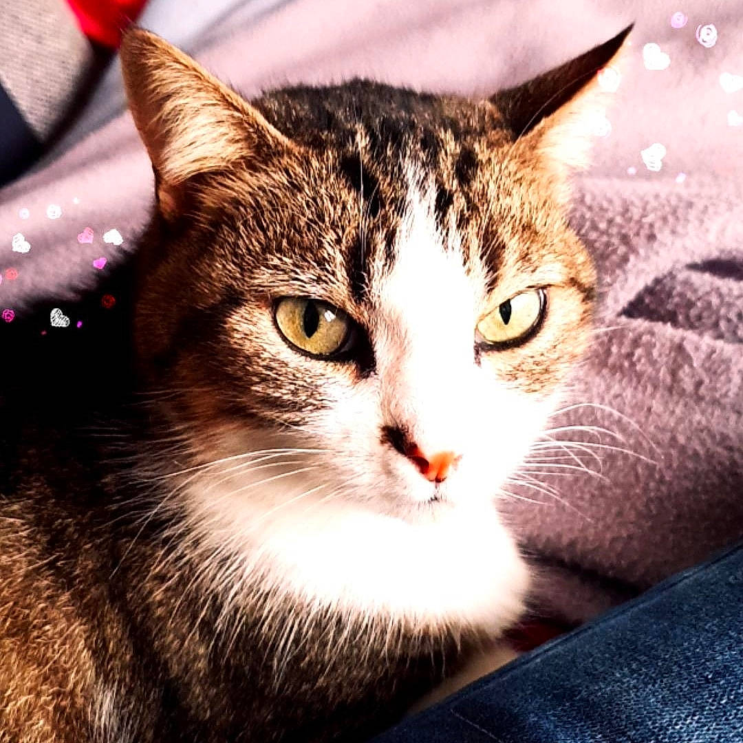 Nénette a rejoint le concours — aidez-le/la à gagner de superbes lots ! art, carnivore, cat, darkness, domestic_short_haired_cat, eye, felidae, fur, grass, paw, small_to_medium_sized_cats, snout, terrestrial_animal, tree, whiskers, wildlife, window