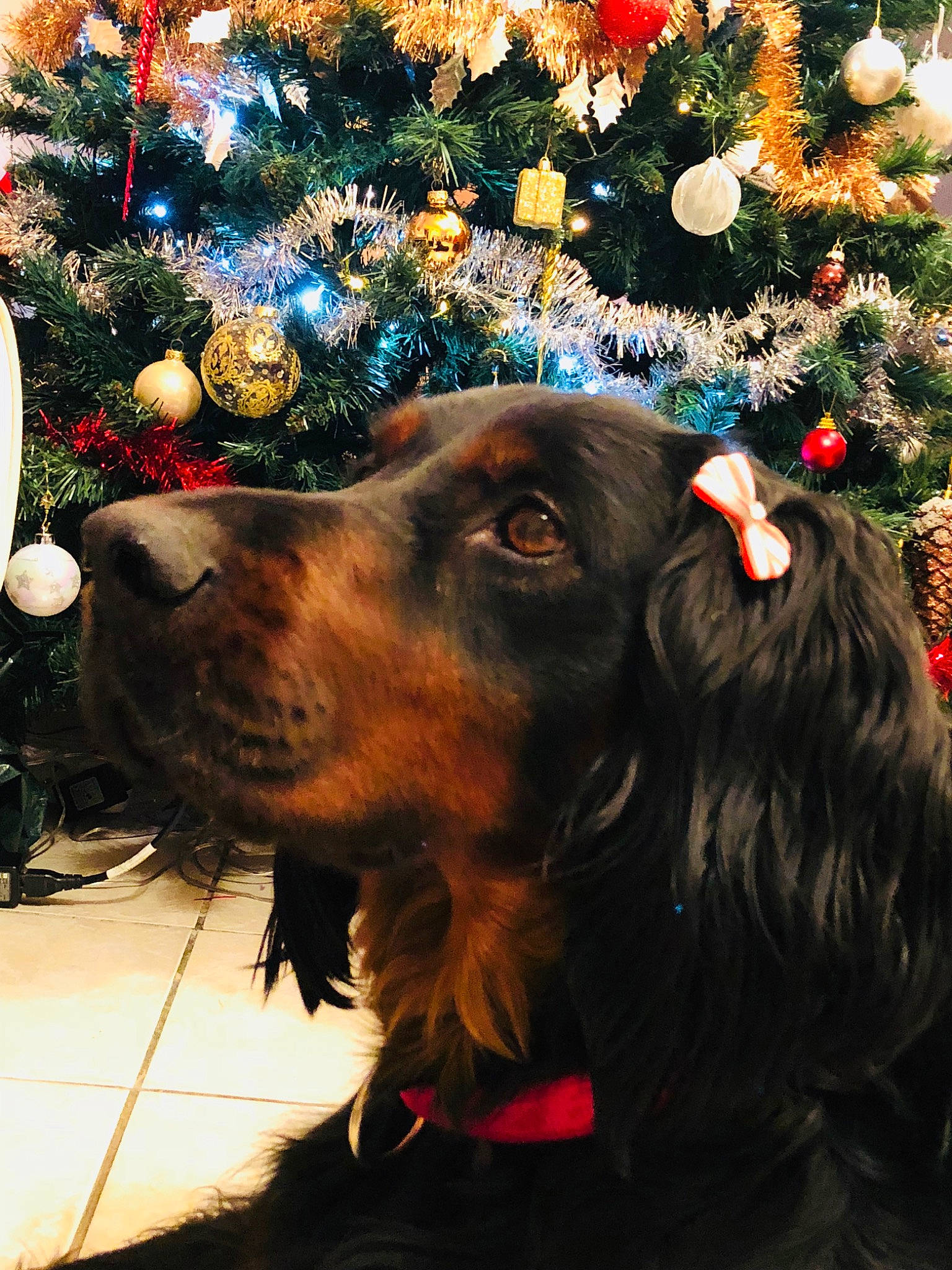 Inna a rejoint le concours — aidez-le/la à gagner de superbes lots ! boykin_spaniel, canidae, carnivore, christmas, christmas_eve, christmas_ornament, christmas_tree, cocker_spaniel, dog, dog_breed, english_cocker_spaniel, event, field_spaniel, german_spaniel, holiday, retriever, setter, spaniel, sporting_group, tree