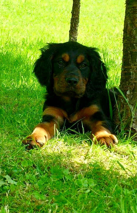 Inna participe au concours pour gagner de l'argent avec cette photo : canidae, carnivore, companion_dog, dog, dog_breed, grass, hovawart, hunting_dog, lithuanian_hound, mammal, puppy, rare_breed_dog, sporting_group, vertebrate