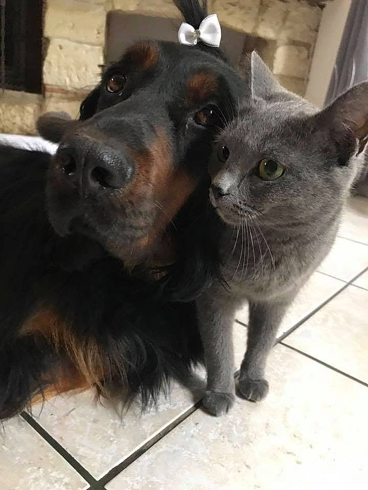 Inna participe au concours pour gagner de l'argent avec cette photo : animal_shelter, black_cat, burmese, canidae, carnivore, cat, dog, dog_breed, felidae, kitten, korat, mammal, nose, russian_blue, small_to_medium_sized_cats, snout, whiskers