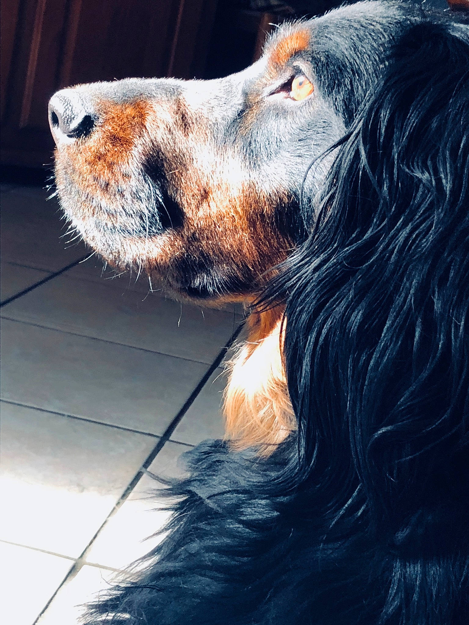 Inna a rejoint le concours — aidez-le/la à gagner de superbes lots ! canidae, carnivore, companion_dog, dog, dog_breed, english_setter, fur, irish_setter, mammal, nose, photography, rare_breed_dog, setter, snout, spaniel, sporting_group, whiskers