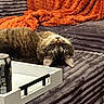 Mr. Buffalo is registered to the contest to win money with this photo: animal, blanket, cat, couch, cozy, curious, drink_can, feline, fur, gray_couch, home, indoor, orange_blanket, pet, relaxed, tabby_cat, tongue_out, tray, upside_down, whiskers