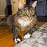 Mr. Buffalo joined the competition — help win amazing prizes! cat, tabby, animal, pet, indoor, floor, wooden_floor, rug, green_eyes, whiskers, paws, fur, relaxed, lying_down, domestic_cat, closeup, household, mammal, cute, feline