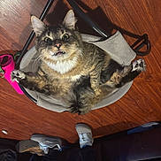 Mr. Buffalo joined the competition — help win amazing prizes! casual, cat, chair, fangs, feline, floor, funny_pose, home, indoor, legs_spread, mesh, paw, person, pet, pet_humor, relaxed, shoe, tabby, wide_eyes, wooden_floor