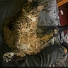 animal, bed, blanket, casual, cat, cozy, cute, funny_caption, furniture, home, indoor, legs, person, pet, phone, relaxed, resting, sitting, sleepwear, tabby_cat