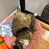 Mr. Buffalo is registered to the contest to win money with this photo: cat, cozy, cute, domestic_cat, feline, fluffy, glass_door, hardwood_floor, home, indoor, lounging, pet_bed, pink_bed, relaxed, resting, striped_fur, tabby_cat, towel, white_paws, window