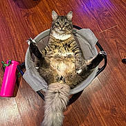 Mr. Buffalo is registered to the contest to win money with this photo: cat, fluffy_tail, mesh_basket, wooden_floor, pink_water_bottle, indoor, pet, relaxed, feline, sitting, looking_at_camera, curious, tabby, long_fur, animal, household, playful, funny_pose, domestic, cute