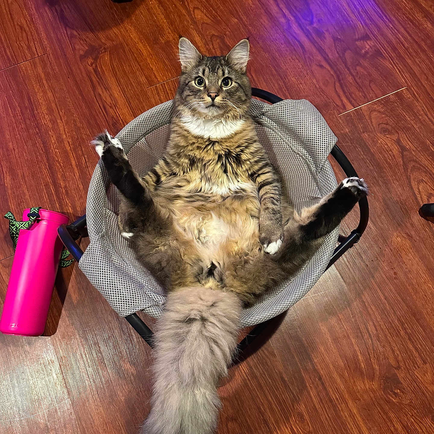Mr. Buffalo is registered to the contest to win money with this photo: cat, fluffy_tail, mesh_basket, wooden_floor, pink_water_bottle, indoor, pet, relaxed, feline, sitting, looking_at_camera, curious, tabby, long_fur, animal, household, playful, funny_pose, domestic, cute