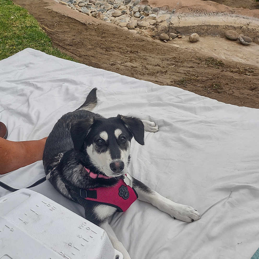 Anya is registered to the contest to win money with this photo: adult, animal, architecture, building, canine, dog, face, grass, head, nature, outdoors, park, person, pet, photography, plant, portrait, puppy, rock, shelter