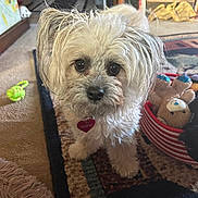 Boo joined the competition — help win amazing prizes! dog, pet, indoor, carpet, toys, basket, furniture, curious, fluffy, closeup, home, decor, animal, cute, companion, small_dog, looking, floor, living_room, collar
