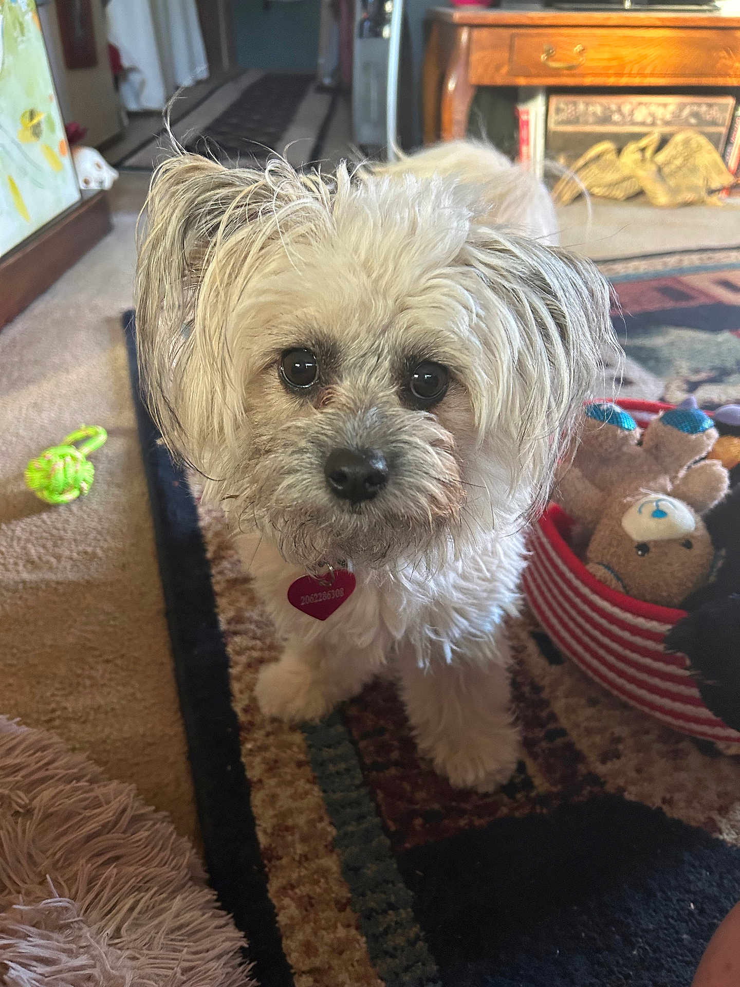 Boo joined the competition — help win amazing prizes! dog, pet, indoor, carpet, toys, basket, furniture, curious, fluffy, closeup, home, decor, animal, cute, companion, small_dog, looking, floor, living_room, collar