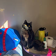 Calypso is registered to the contest to win money with this photo: cat, black_cat, yellow_eyes, table, bed, blanket, plush_toy, sunlight, shadow, water_bottle, lotion, toilet_paper, pencil, pen, desk, room, indoor, furniture, pet, cozy