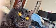 Calypso is registered to the contest to win money with this photo: cat, black_cat, orange_eyes, fluffy, close_up, pet, indoor, white_dog, blurred_background, monitor, bed, furniture, home, animal, domestic, whiskers, ears, nose, fur, relaxed