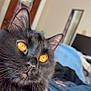 cat, black_cat, orange_eyes, fluffy, close_up, pet, indoor, white_dog, blurred_background, monitor, bed, furniture, home, animal, domestic, whiskers, ears, nose, fur, relaxed
